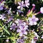 Plumbago europaea Blomst