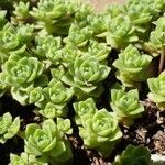 Crassula setulosa Habit