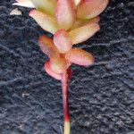 Sedum caespitosum Habit