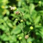 Scrophularia alpestris Fleur
