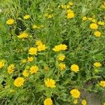 Grindelia integrifolia 整株植物