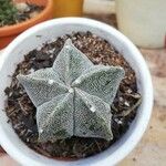 Astrophytum myriostigmaList