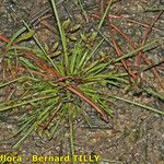 Schoenoplectiella supina Habit