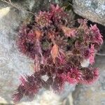 Sedum anglicum Fuelha