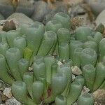 Fenestraria rhopalophylla 整株植物