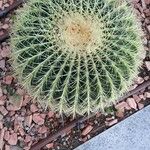 Ferocactus cylindraceus Blad