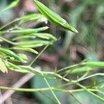 Impatiens parviflora फल