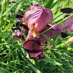 Iris × germanica ᱵᱟᱦᱟ
