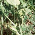 Aristolochia pallida ᱥᱟᱠᱟᱢ