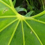 Anthurium pedatoradiatum Leaf