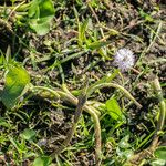 Pontederia rotundifolia Агульны выгляд