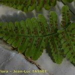 Gymnocarpium robertianum Hábito