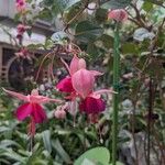 Fuchsia hybrida Flor