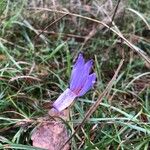 Crocus nudiflorusBlomma