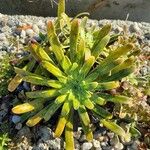 Saxifraga longifolia Хабит