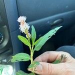 Persicaria amphibiaFiore