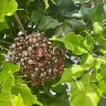 Leea guineensis Fruit