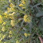 Senecio cacaliaster Λουλούδι