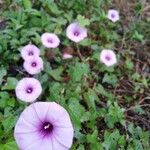 Ipomoea trifidaЦветок