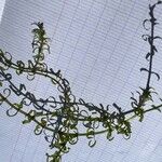 Elodea nuttallii Hábito