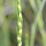 Aegilops ventricosa Mbuma