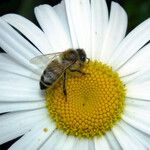 Leucanthemum maximum 花