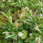 Salix glauca Flower