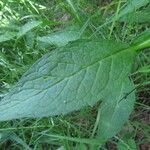 Knautia dipsacifolia Leaf