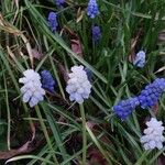 Muscari botryoides Flower
