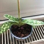 Paphiopedilum acmodontum List