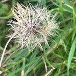 Scorzoneroides autumnalis Fruit