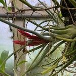 Tillandsia bulbosa 葉