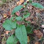 Arctium minus Habitatea