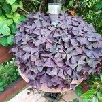 Oxalis triangularis Blatt