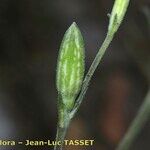 Silene inaperta Lapas