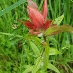 Castilleja indivisa Virág