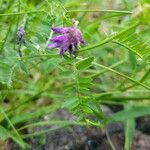 Vicia americana Blomma