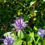 Phyteuma globulariifolium 花