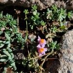 Linaria alpina Flower