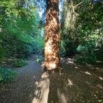 Sequoia sempervirens Corteccia