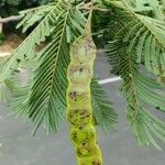 Anadenanthera colubrina ഫലം