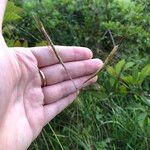 Dichanthium aristatum Flors