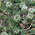 Trifolium cherleri Blomst