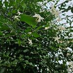 Jasminum grandiflorum موطن