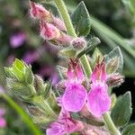 Teucrium marum 花