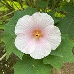 Hibiscus mutabilis Blüte