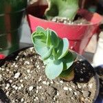 Kalanchoe marnieriana Leaf