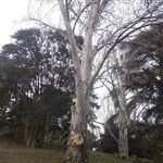 Eucalyptus rubida Кора