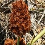 Glycyrrhiza echinata Fruit