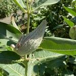 Asclepias speciosaFruit